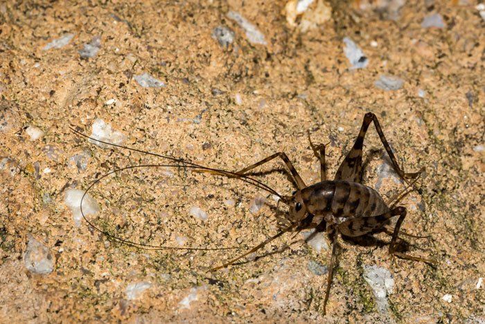 Crickets — Camel Cricket in Flushing, NY Crickets — Camel Cricket in Flushing, NY