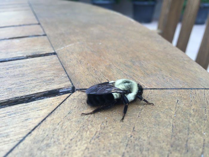 Carpenter Bees — Eastern Carpenter Bee in Flushing, NY Carpenter Bees — Eastern Carpenter Bee in Flushing, NY