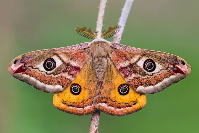 Moths — Small Emperor Moth in Flushing, NY Moths — Small Emperor Moth in Flushing, NY