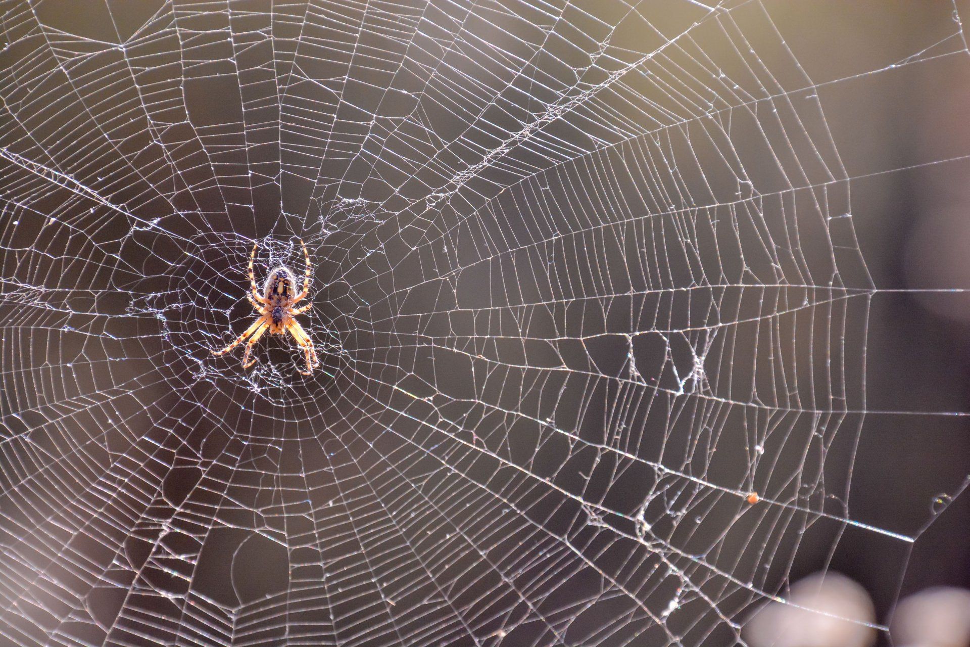 Spider Removal — Spider in Flushing, NY Spider Removal — Spider in Flushing, NY