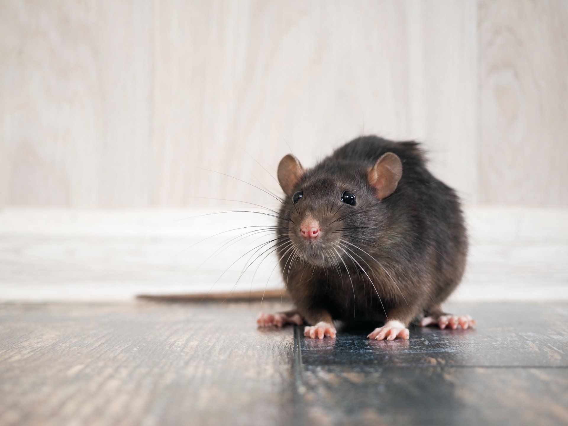 Rat Removal — Rat in Flushing, NY Rat Removal — Rat in Flushing, NY