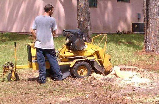 Stump — Stump Grinding in Palm Bay, FL