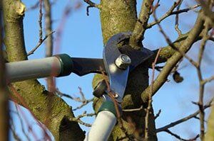 Pruning — Cutting Branches in Palm Bay, FL
