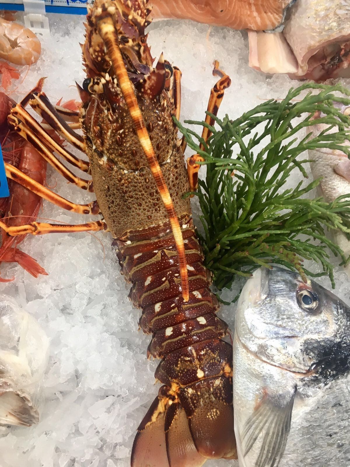 crostacei