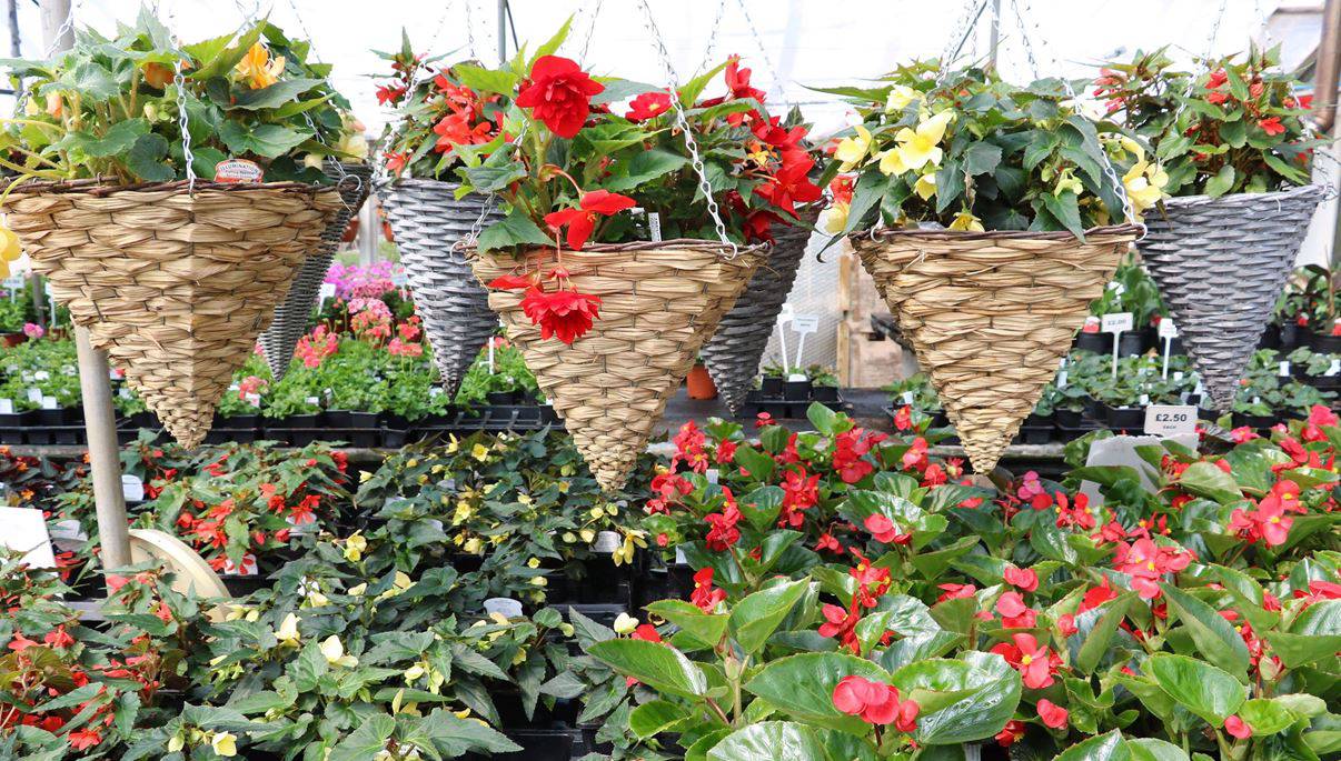 flowers in hangers