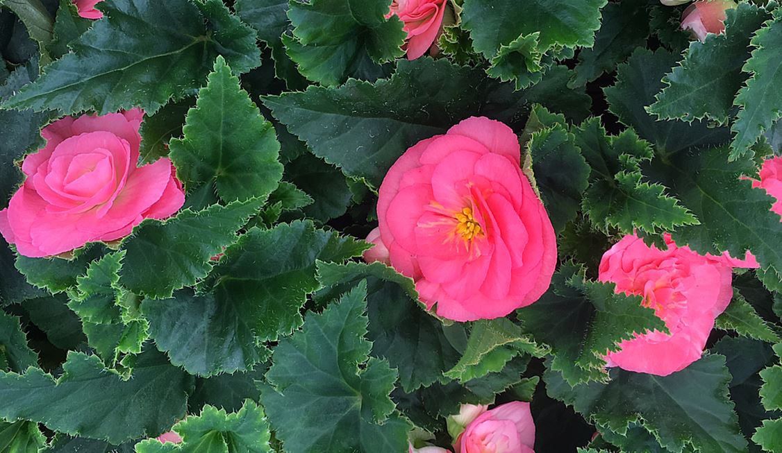 pink flower