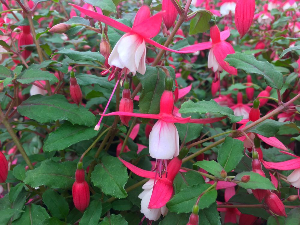 pink flowers