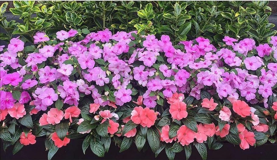 pink and purple flowers