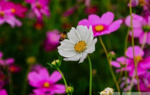 wild flowers