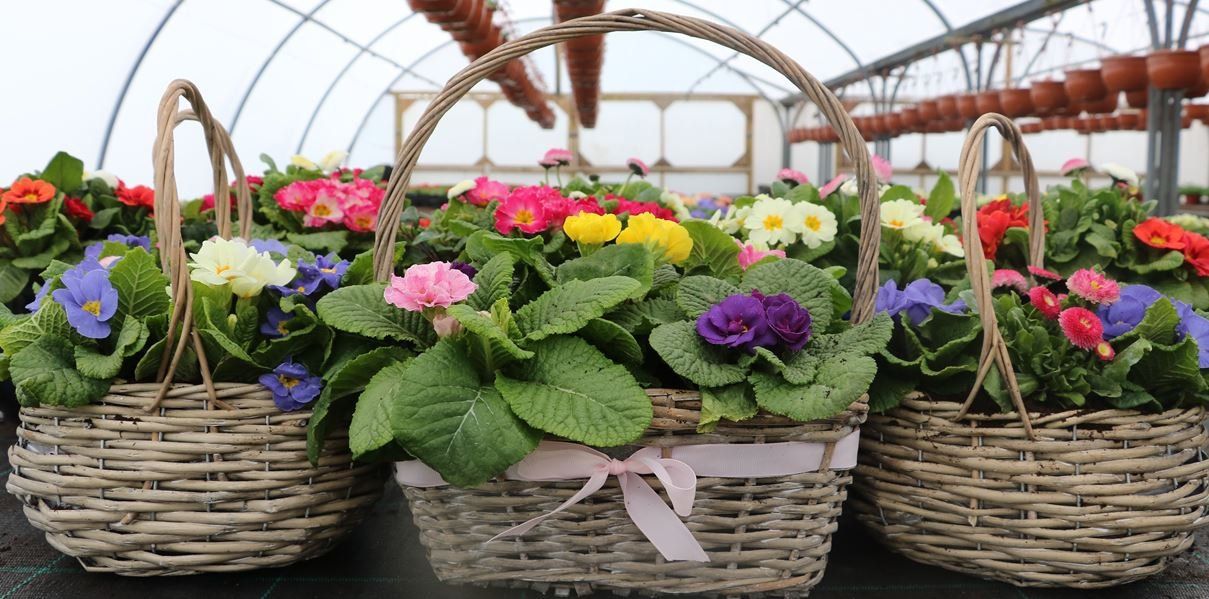 punnet of flowers