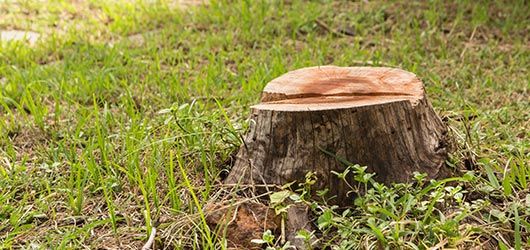 Stump — Landscaping Services in West Lawn, PA Stump — Landscaping Services in West Lawn, PA