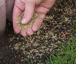 Planting Grass Seeds — Landscaping Services in West Lawn, PA Planting Grass Seeds — Landscaping Services in West Lawn, PA