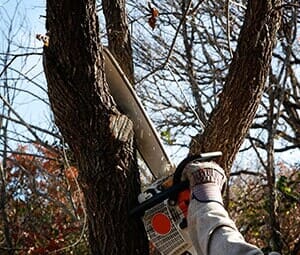 Man Cutting the Branch — Landscaping Services in West Lawn, PA Man Cutting the Branch — Landscaping Services in West Lawn, PA