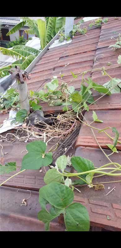 vines on roof