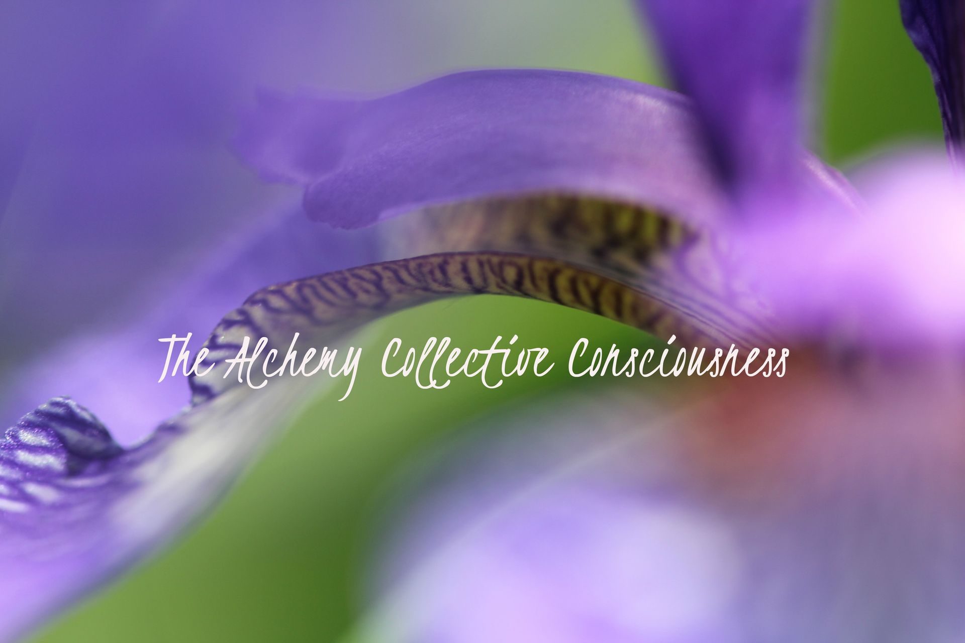 Close-up of a purple flower with white cursive text overlaid across the center