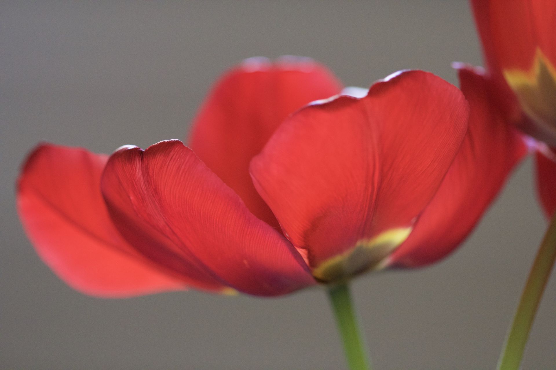 Red tulips in soft focus against a gray background