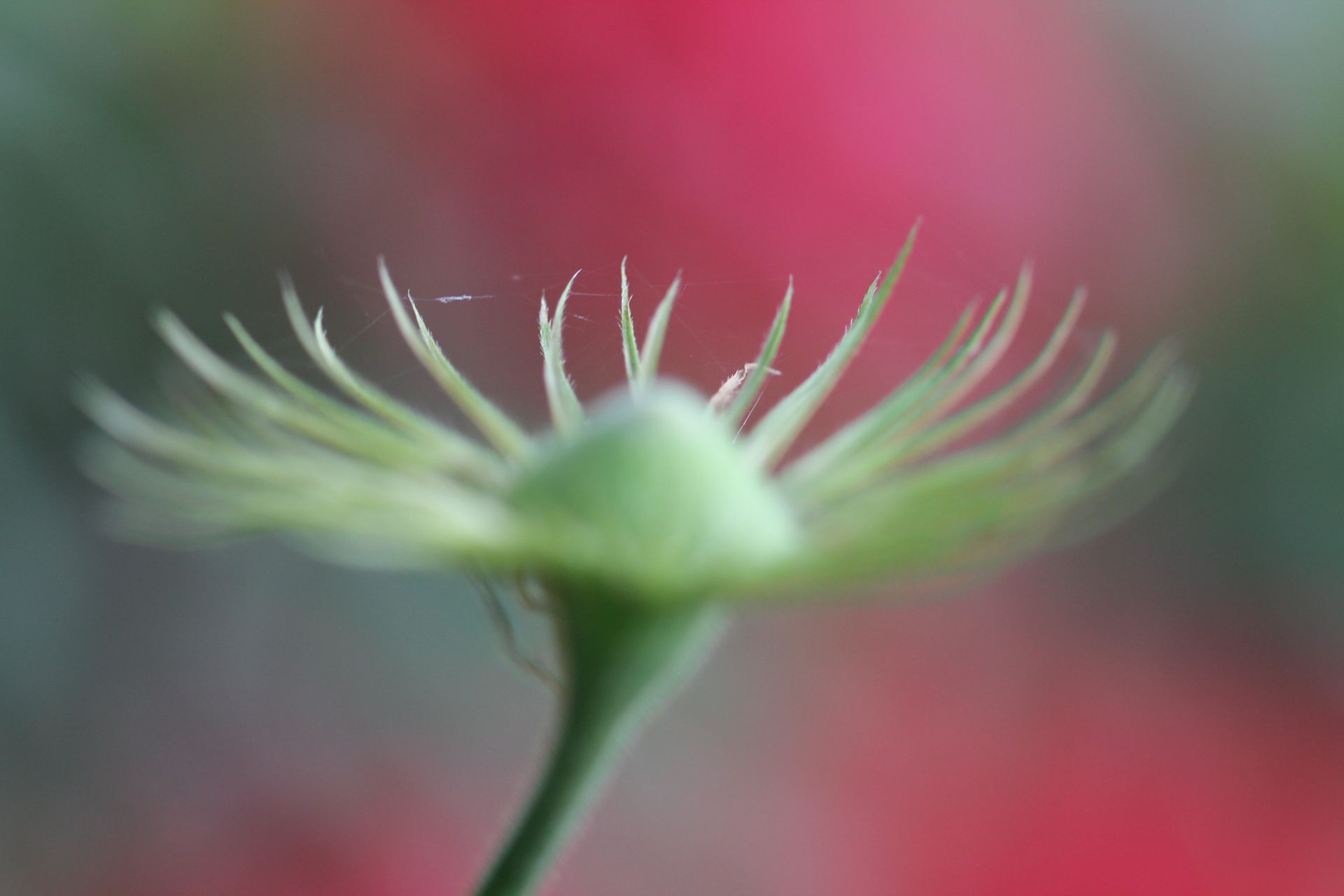 Close-up of a delicate green seed head with wispy filaments against a blurred pink and gray background