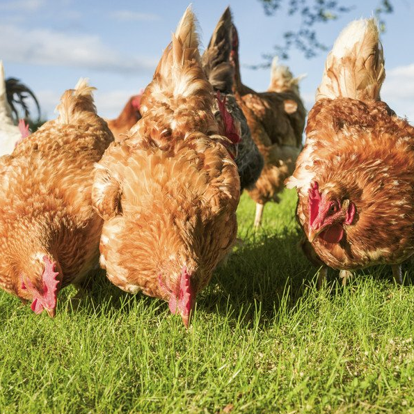 Organic Eggs
