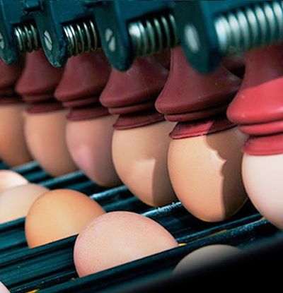 Egg processing