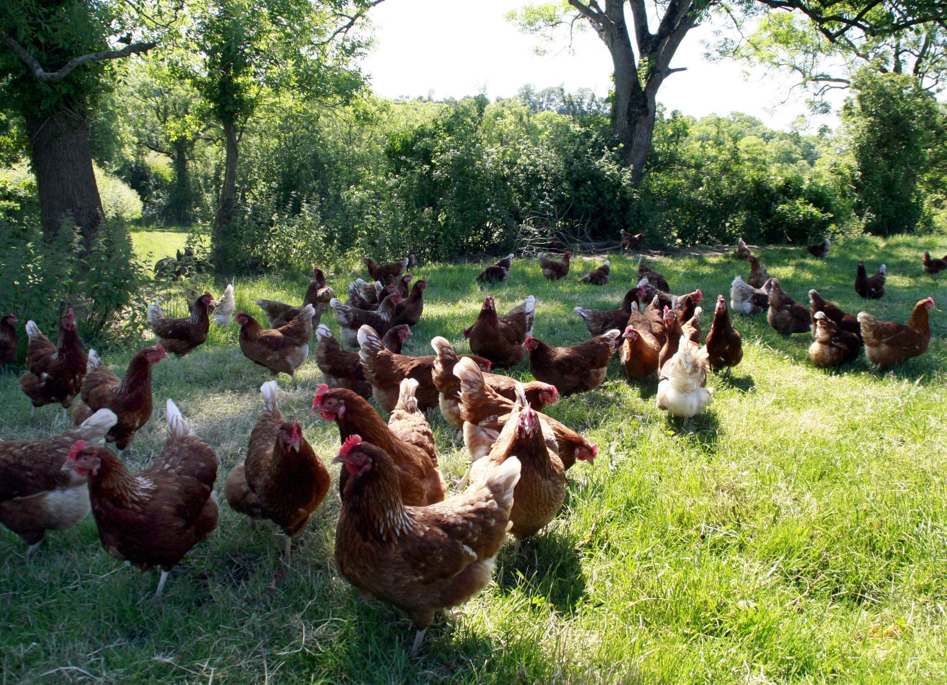 Free Range Eggs