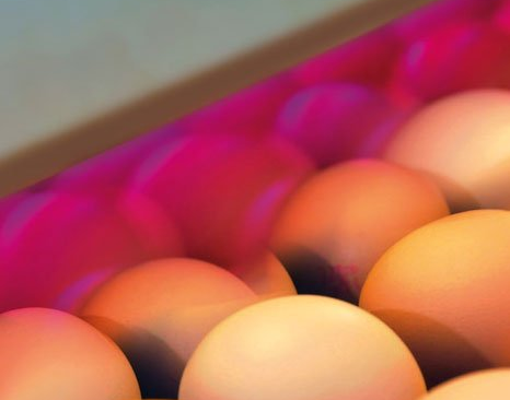Barn Eggs