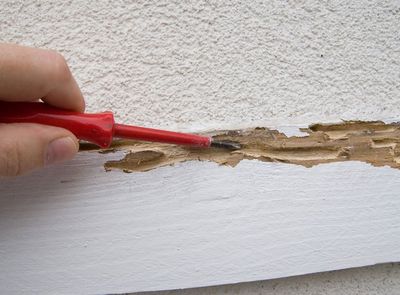 Woodworm treatment