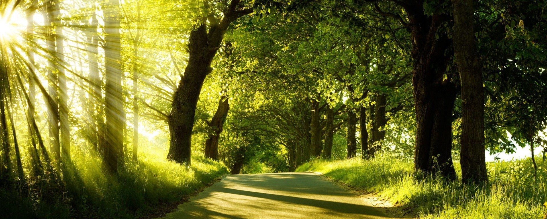 The sun is shining through the trees on a dirt road.