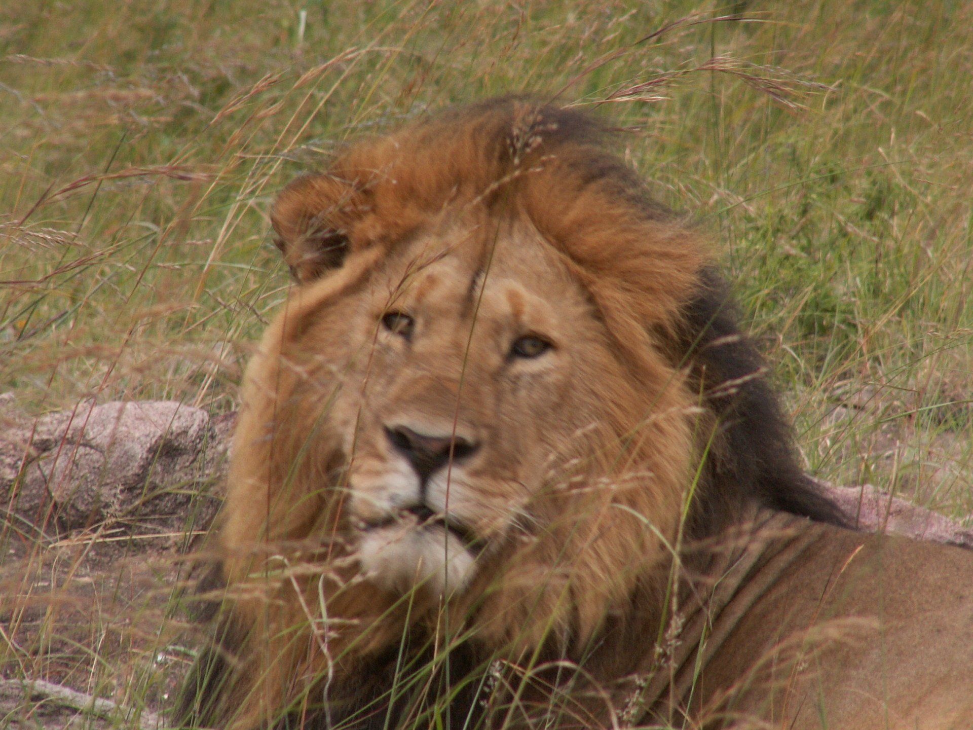Kenya Safari, masai mara, lion
