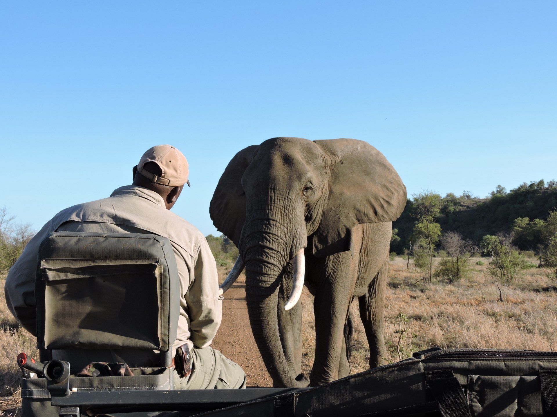 South Africa Safari, game drive, elephant