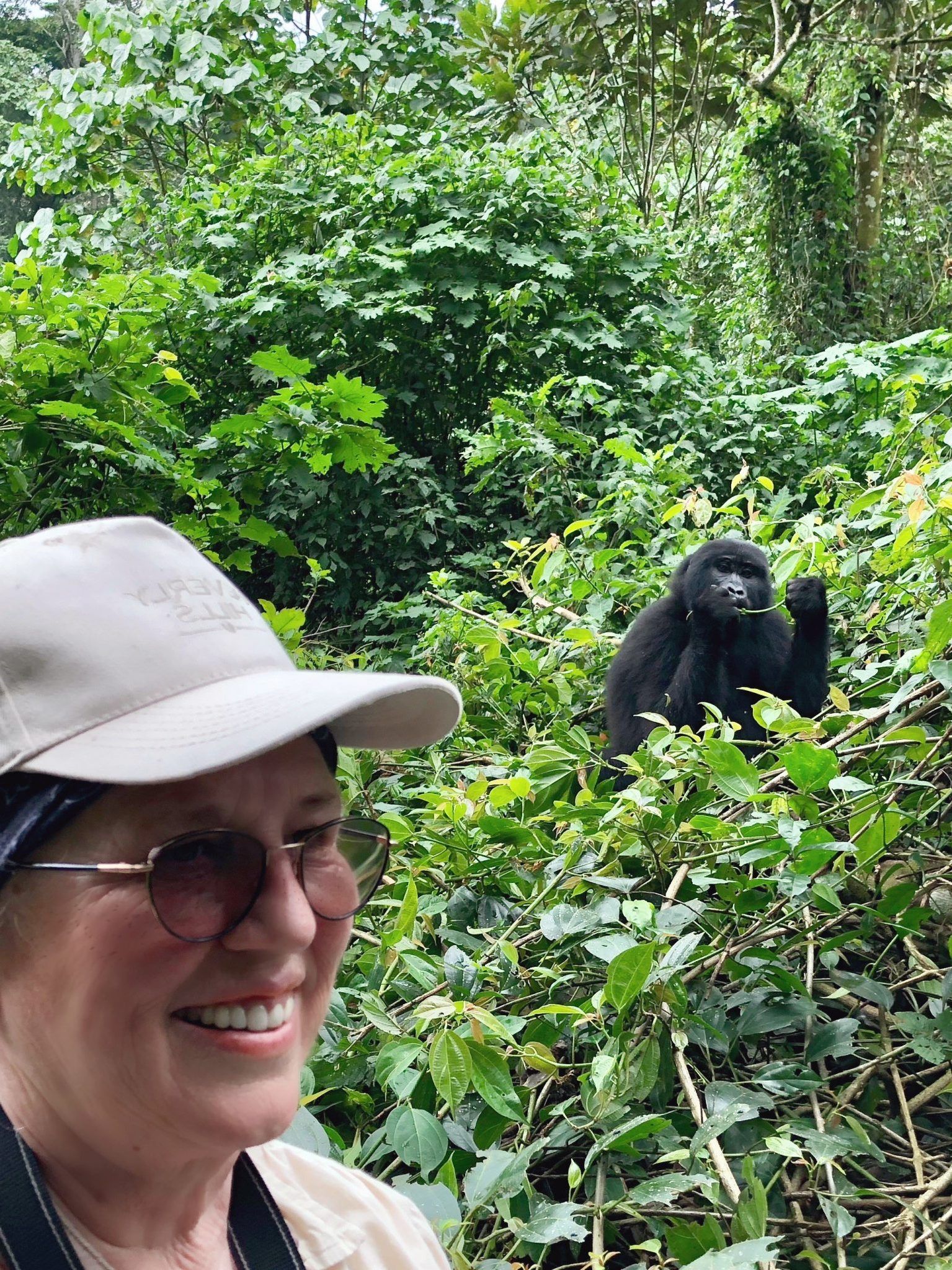 Uganda, Gorilla trekking, Bwindi
