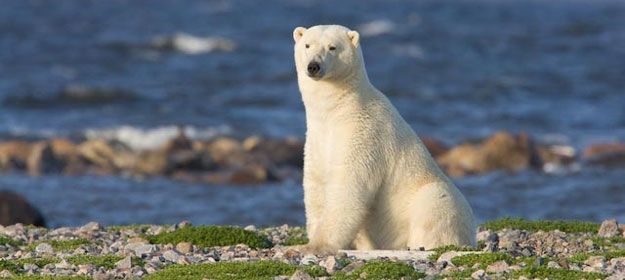 Canadian Wildlife Safari, Polar Bear