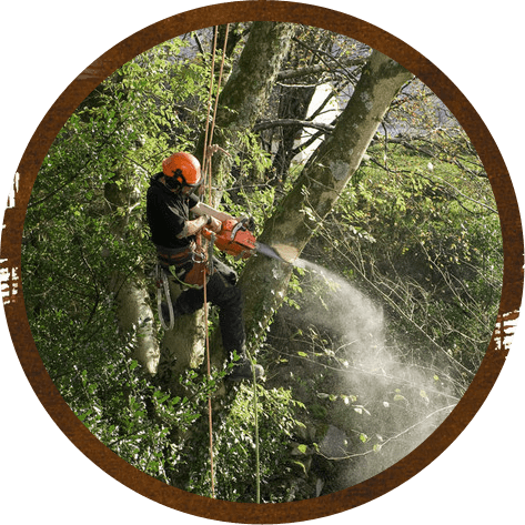 Tree felling