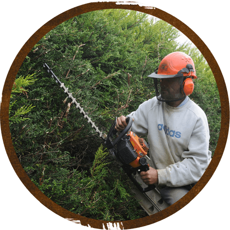 Hedge trimming