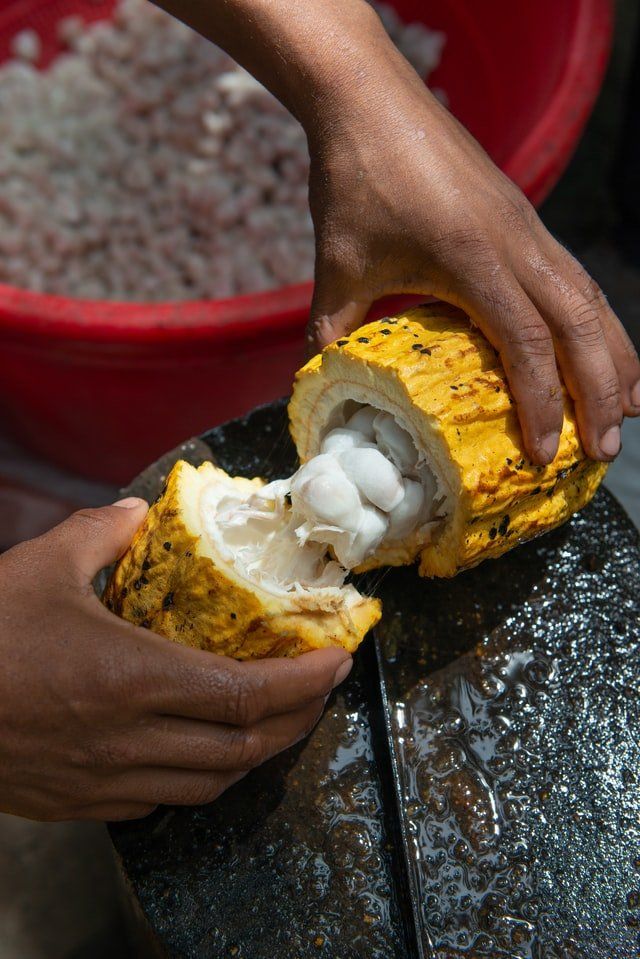 theobroma cacao beans