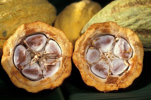 ceremonial cacao pods