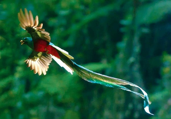 resplendent quetzal guatemala