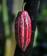ripe cacao pod ripe cacao pod