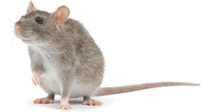 webb's pest control