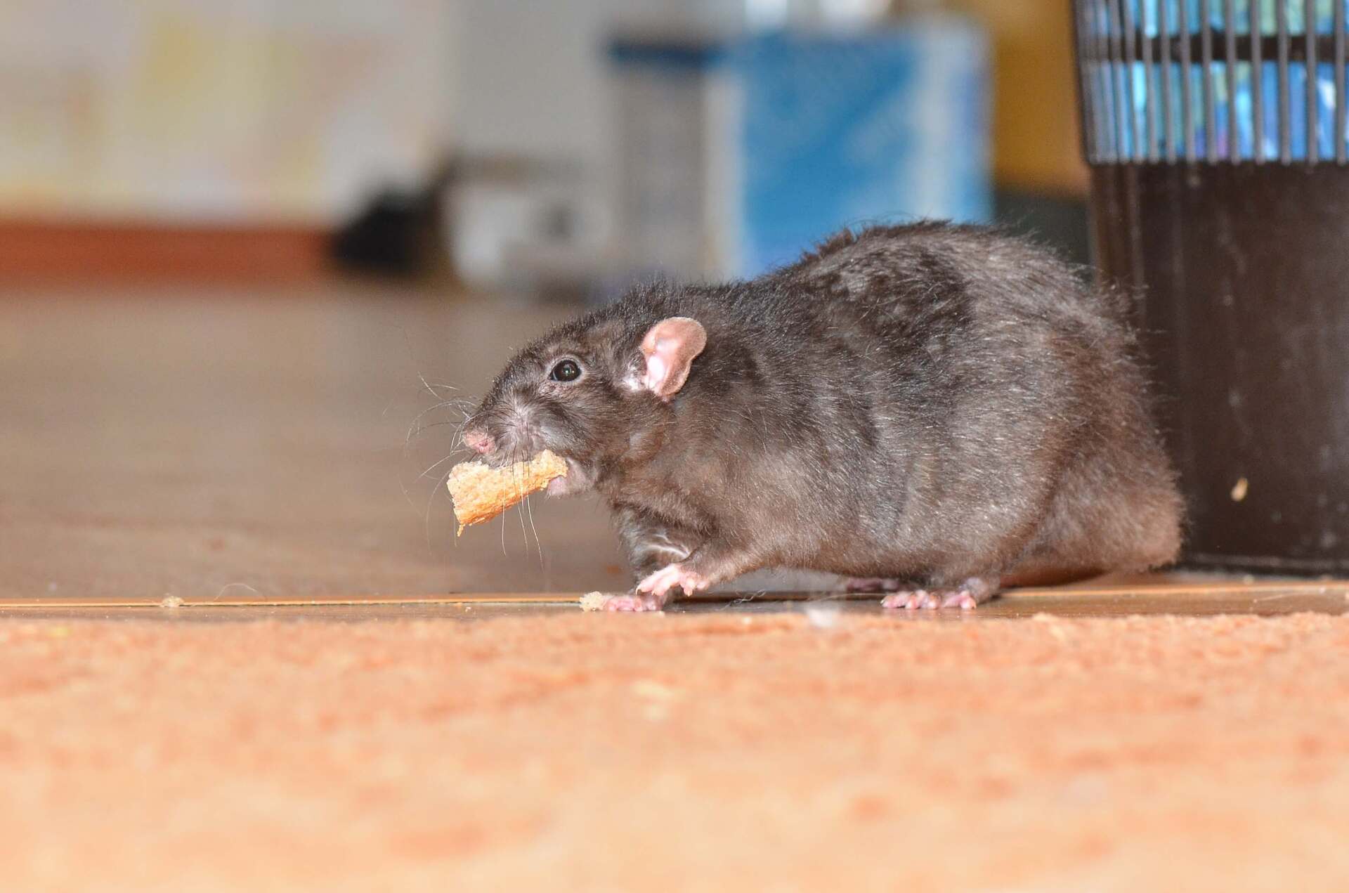 Black Rat — Elgin, SC — Bug Master