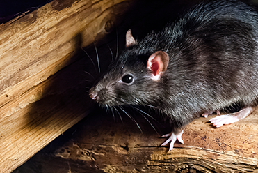 Black Rat — Elgin, SC — Bug Master