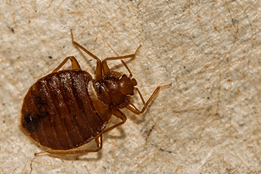 Bed Bugs — Elgin, SC — Bug Master