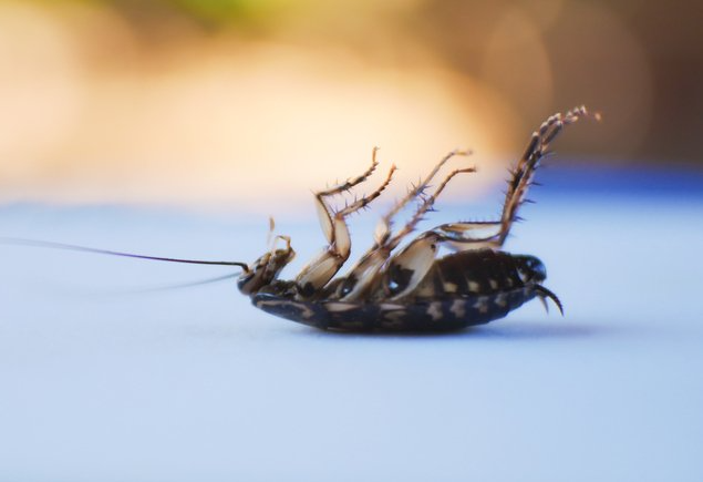Grunge Wood Board — Elgin, SC — Bug Master