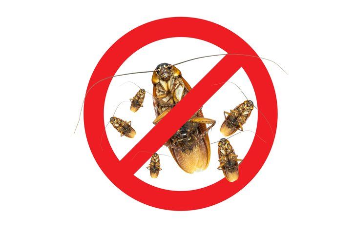 LAWN INSECT CONTROL