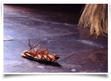 Control Pests This Winter