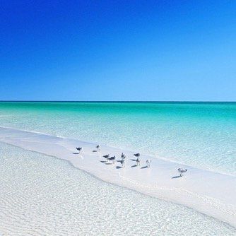 Seagulls at the beach