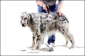 Mobile dog grooming - Doncaster - Linda's Canine Beauties - Dog grooming Dog grooming