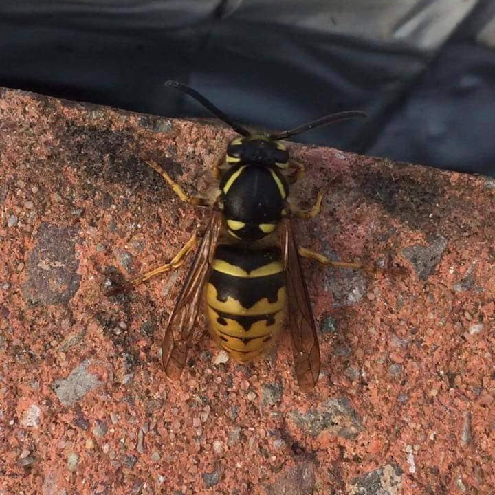 Pest Mortem Wasp Pest Mortem Wasp