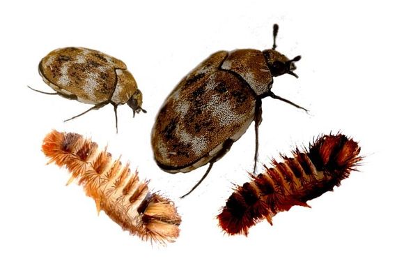 Pest Mortem Moth