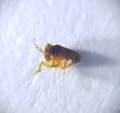 Pest Mortem Flea