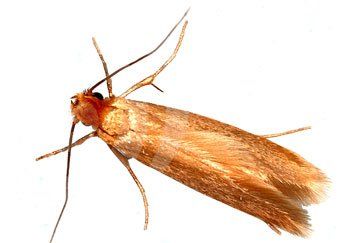 Pest Mortem Moth Pest Mortem Moth